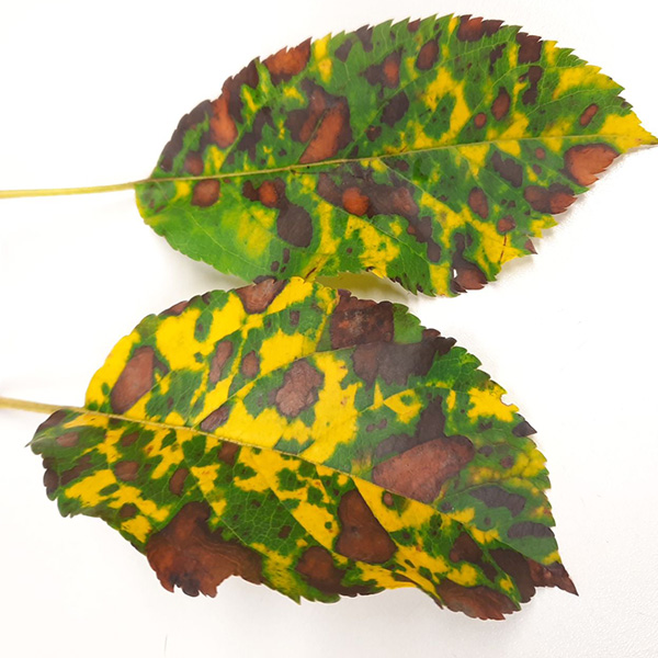 Glomerella Leaf spot (GLS); credit: Laimburg Research Centre